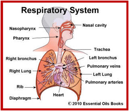 RespiratorySystem